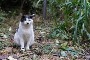 Naklejka na ściany i meble Cat in the park