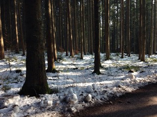 snow in the forest