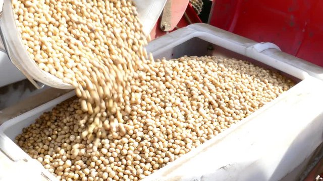 Pouring soybean seeds for planting, preparing for sowing