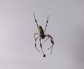 A Golden Silk (Banana) Spider resting on it's web.