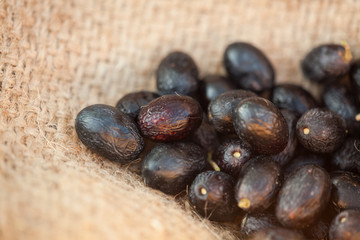 Raccolta olive Puglia