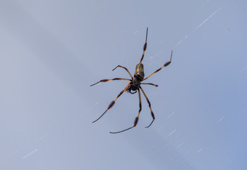 A Golden Silk (Banana) Spider resting on it's web.