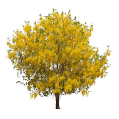 Lokalisierter gelber Duschbaum auf weißem Hintergrund