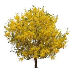 Tuinposter Bomen Isolated yellow shower tree on white background