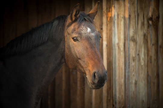 Horse in a stable