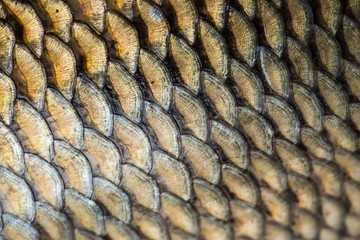 Carp fish scales grunge texture back ground