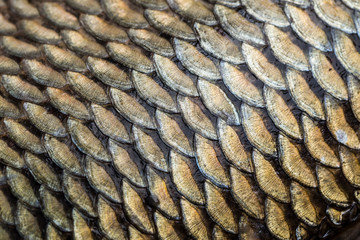 Carp fish scales grunge texture back ground