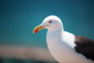 seagull sitting on a fence in the port of Valparaiso