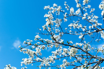 The flower of a cherry tree which blooms on the way. Flowering cherry in the spring, the scent of blossoming apricot.