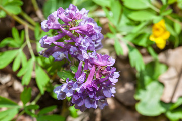 Obraz premium Corydalis purple flowers