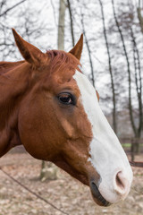 Obraz premium Sad horse