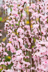 Beautiful Pink Sakura Tree in Garden, China, Vertical View