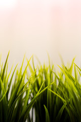 Green Grass Background, Vertical, Free Space for Text