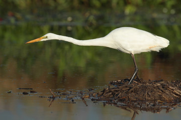 Great Egret with neck fully extended hunting for fish in a fresh water lagoon