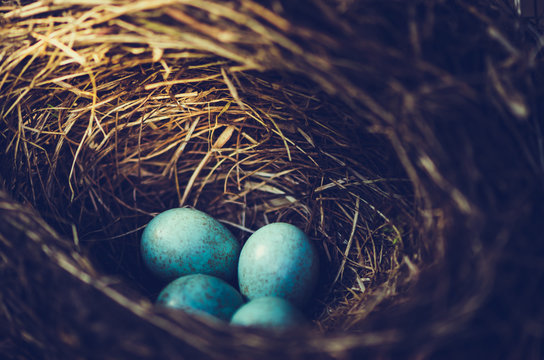 Amselnest mit vier Eiern