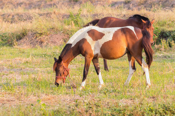Naklejka na ściany i meble Brown and white horse eating grass in a meadow.