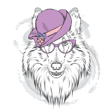Collie in the ladies' hat and sunglasses . Vector illustration.
