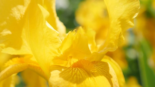 Beautiful yellow Iris pseudacorus flower in the garden 4K 3840X2160 slow tilt UltraHD footage - Iris plant beautiful bud details close-up tilting 4K 2160p UHD video 