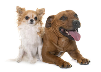stafforshire bull terrier and chihuahua