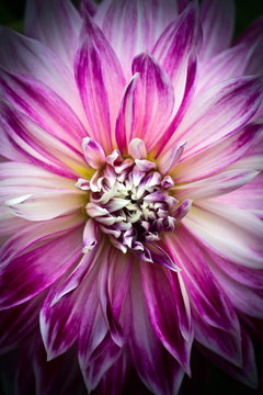 Closeup of a Beautiful Dahlia Flower in Purple Pink and White Colors