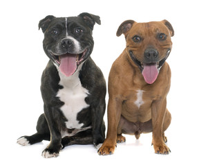 stafforshire bull terriers