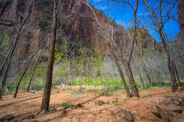 Dense Zion Park Forest