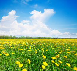 Fototapeta premium Yellow flowers field under blue cloudy sky