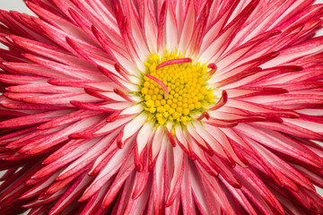 Фрагмент маргаритки © ais60