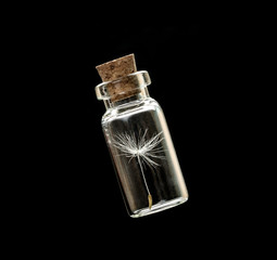Obraz na płótnie Canvas dandelion seeds in small glass bottles