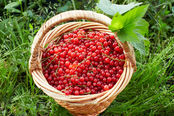 Basket full of ripe red currant stands in the garden on the gras