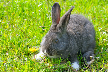 little rabbit on green grass background