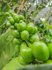 The close up of unripe coffee beans on coffee tree.