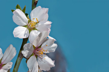 Fototapeta na wymiar Flowers of almond close-up macro