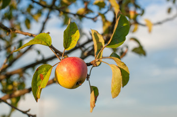 apples on tree