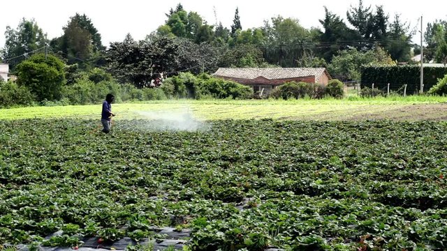 Long shot of an anonymous man liberally spraying an industrial strawberry growing field with an unknown product that could be a fertilizer, insecticide or herbicide.