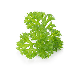parsley isolated on white background