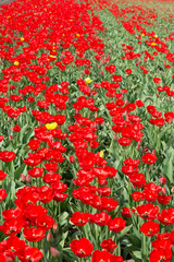 Fototapeta na wymiar Field of tulips blooming at spring. Closeup on several tulips.