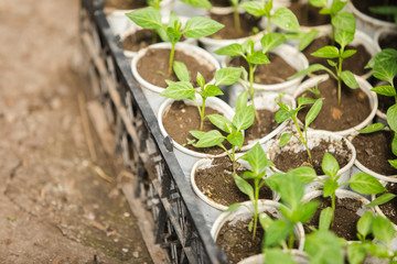 Sprouts greenhouse in boxes