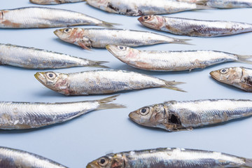 Sardine fishes in a row on a blue wet background