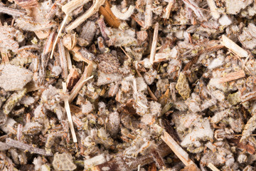 dry Sage as a background close-up macro