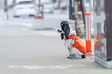 Dog sit and wait for owner beside road