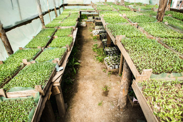 Sprouts greenhouse in boxes