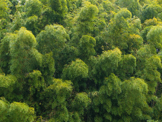 Naklejka premium 竹林