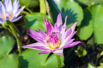 beautiful blooming lotus flower in pond