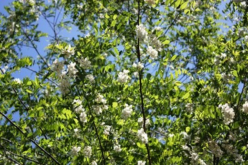 Fototapeta na wymiar Robinia tree blooming white under blue sky in spring