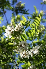white flowers robinia under blue sky
