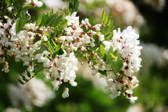 Branch with flowers of acacia