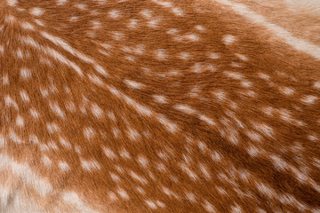 texture of fur