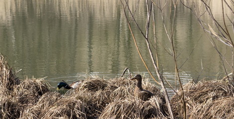 Wild ducks in native habitat