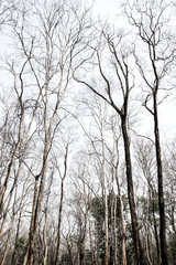 Branches of a tree without leaves in drought forest
